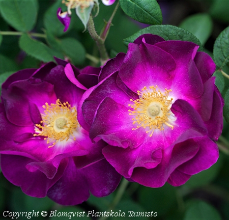 Rosa Gallica-Ryhm 'Merveille', ranskanruusu